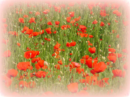 fleurs