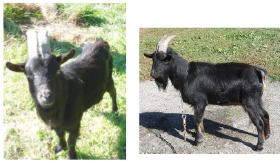 bouc