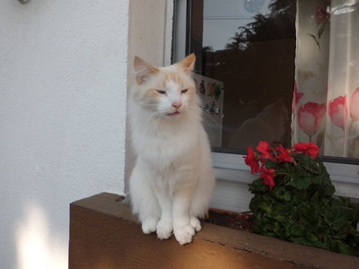 chat disparu